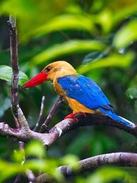 bbc:婆罗洲岛探险