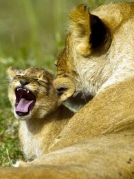 bbc:大猫的大故事